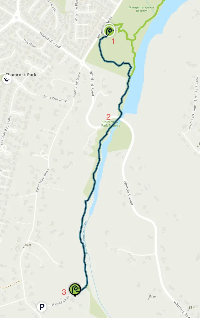 Kōwhai Path – A Forest Walk Through Blooming Bush and Estuary